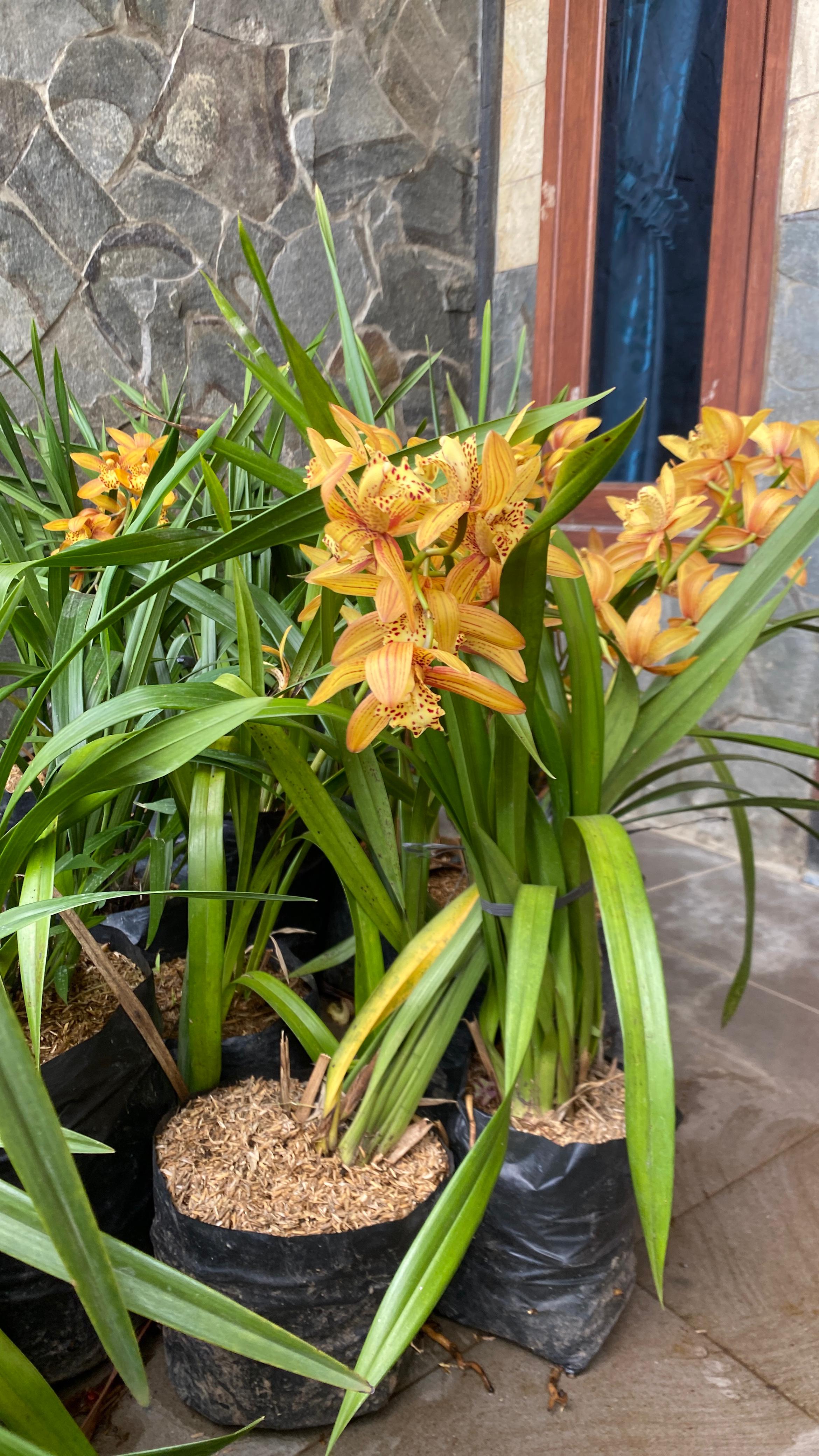 Anggrek Cymbidium Golden Boy Cokelat Spek Berbunga - Bandar Florist